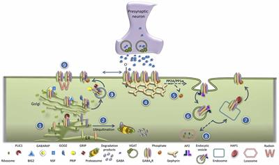 Frontiers Alterations in GABAA Receptor Trafficking and Synaptic